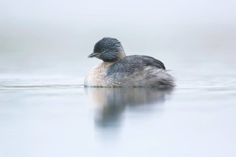 Hoary-headed Grebe (Poliocephalus poliocephalus), Victoria, Australia