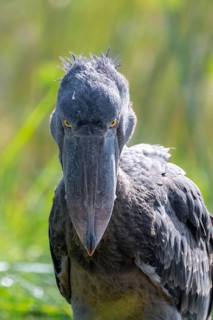 Shoebill (Balaeniceps rex), juvenile, animal portrait, evil eye, swamps of Mabamba, Lake Victoria,