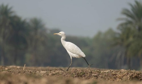 A Elegant Little Egret (Egretta garzetta), Sreepur, Gazipur, Bangladesh