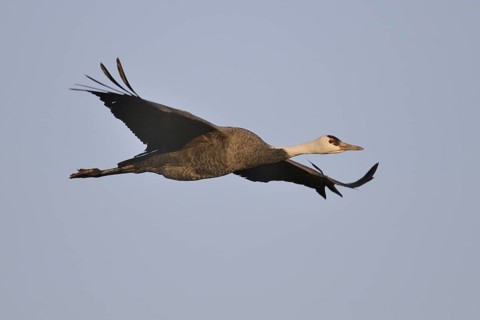 Hooded Crane (Grus monacha) flying, Arasaki, Japan