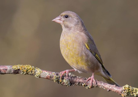 European Greenfinch (Chloris chloris) female perched on a branch, Lower Saxony, Germany