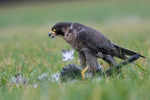 Peregrine Falcon (Falco peregrinus) captive, with prey, Saxony, Germany