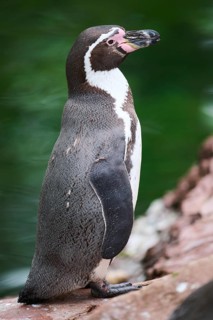 African penguin (Spheniscus demersus) standing on the ground, captive, Germany