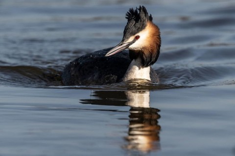 Great Crested Grebe (Podiceps cristatus), Emsland, Lower Saxony, Germany