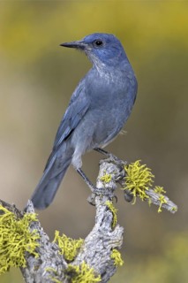 Pinyon Jay (Gymnorhinus cyanocephalus), Oregon, USA