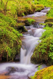 Little creek in the Bavarian Forest Nationalpark. Flowing water, little cascades, mossy stones and