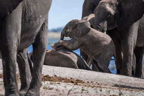 Baby elephant (Loxodonta africana) crawling onto another young elephant surrounded by the elephant