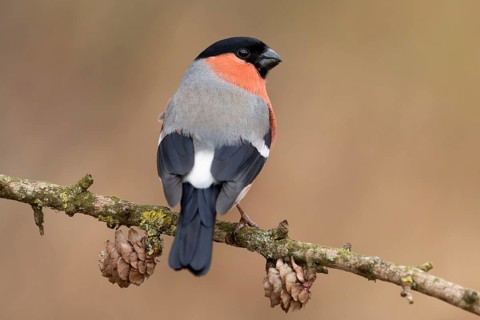 Eurasian Bullfinch (Pyrrhula pyrrhula) male perched on a branch, Lower Saxony, Germany