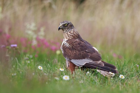 Western Marsh Harrier (Circus aeruginosus) male on grassland, Poland