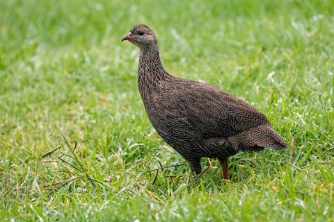 Cape Francolin (Pternistis capensis), adult, running, foraging, Karoo Desert Botanic Garden,