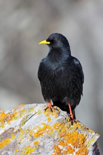 Alpine Chough (Pyrrhocorax graculus), Valais, Switzerland