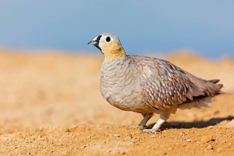 Crowned flying fowl, (Pterocles coronatus), North America, Middle East, family of flying fowl,