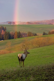 An Altai maral stag, Altai wapiti or Altai elk (Cervus canadensis sibiricus) stands in a meadow. A