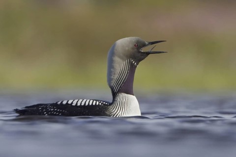 Pacific Loon (Gavia pacifica), Manitoba, Canada