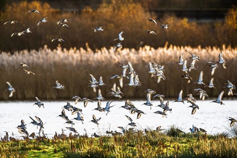 Black-tailed Godwits, Limosa limosa, birds in flight over marshes, Devon, England, United Kingdom