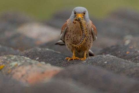 Lesser kestrel (Falco naumanni), male, with scolopender, Extremadura, Spain