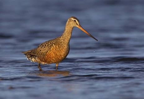 Canada, Manitoba, June, breeding male