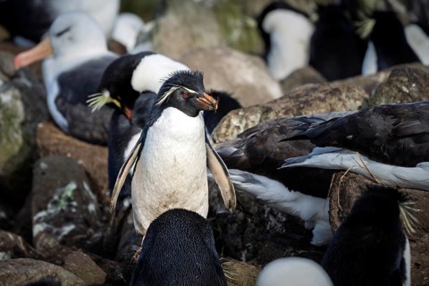 Rockhopper penguin (Eudyptes chrysocome) in a mixed breeding colony with black-browed albatrosses