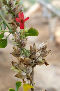 Petalidium bracteatum, flowering, shrub, Kirstenbosch Botanic Garden, Cape Town, South Africa