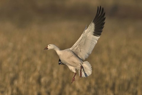 Snow Goose (Anser caerulescens), New Mexico, USA