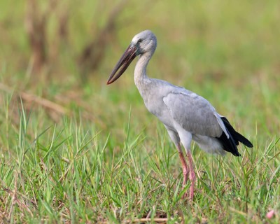 Asian Openbill (Anastomus oscitans), Bueng Boraphet, Thailand