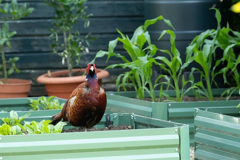 Common pheasant (Phasianus colchicus) adult male game bird on a garden vegetable raised bed in