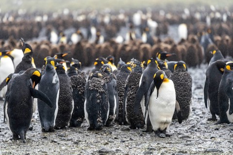 King penguins (Aptenodytes patagonicus), colony with moulting adults and chicks in the rain,