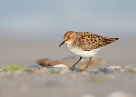 Little Stint (Calidris minuta) foraging, Bulgaria