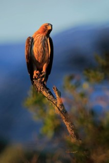 Booted Eagle (Hieraaetus pennatus) male, Andalusia, Spain