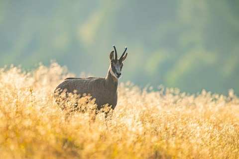 Chamois (Rupicapra rupicapra) on a meadow in the morning sun in the Vosges Mountains, wildlife,