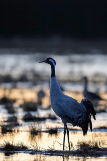 Common crane (Grus grus), Hornborga, Sweden