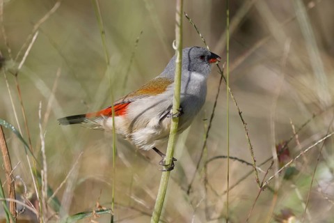 Green Astrild (Coccopygia melanotis), adult, female, on shrub, feeding, seeds, Kirstenbosch