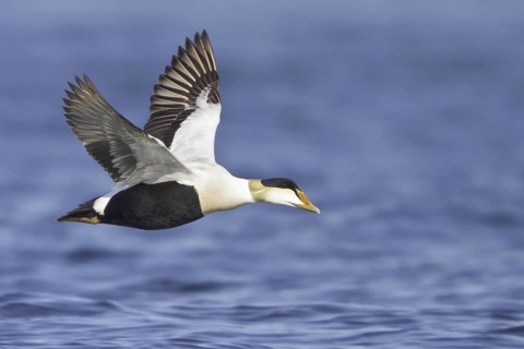 Common Eider (Somateria mollissima) male flying, Manitoba, Canada