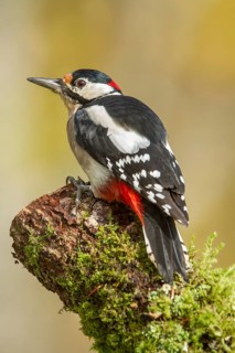 Great Spotted Woodpecker (Dendrocopos major), adult male on a tree, Castilla Leon, Spain