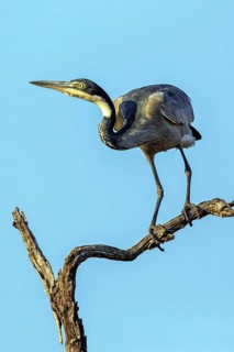 Black-necked Heron (Ardea melanocephala), Animals, Birds, Heron, Walking bird, Zambia, South Africa