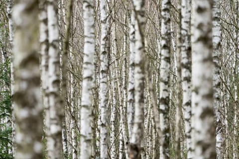 Birch forest as a natural burial grave site, Hofgeismar, Weser Uplands, Weserbergland, Hesse,