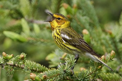 Cape May Warbler (Setophaga tigrina) singing, Manitoba, Canada