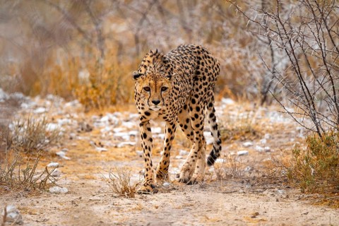 Cheetah (Acinonyx jubatus) runs in dry savanna, Etosha National Park, Namibia