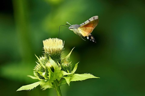 Dove's tail (Macroglossum stellatarum), flies on the flower of cabbage thistle (Cirsium oleraceum),