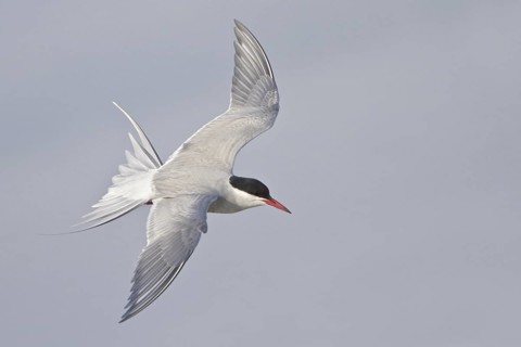 Arctic Tern (Sterna paradisaea) flying, Manitoba, Canada