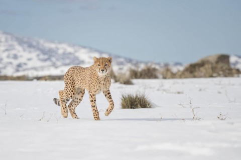 Cheetah (Acinonyx jubatus) walking in snow covered landscape, Castile-La Mancha, Spain