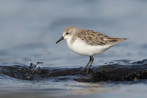 Red-necked Stint (Calidris ruficollis) foraging, Victoria, Australia