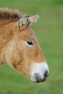 Horse in profile with brown coat against a green background, Przewalski's horse (Equus ferus