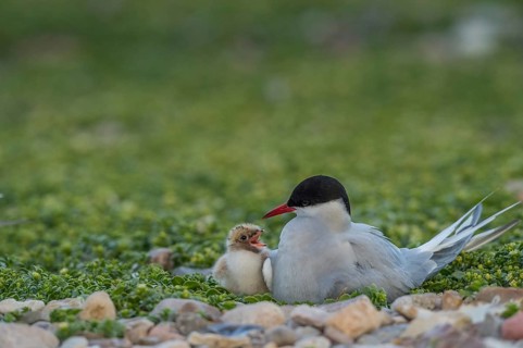 Arctic Tern (Sterna paradisaea) with chick, Schleswig-Holstein, Germany