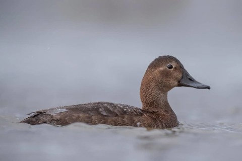 Common Pochard (Aythya ferina) female, Schleswig-Holstein, Germany
