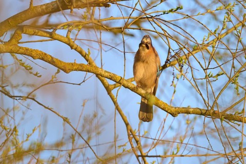 A jay sitting alone on a branch in natural light, jay (Garrulus glandarius), spring, bird island,