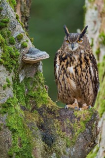 Eurasian Eagle-owl (Bubo bubo) Bavaria, Germany