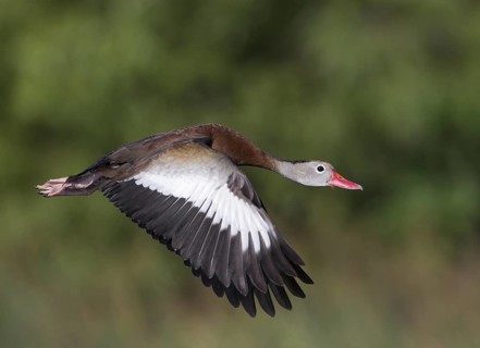 Black-bellied Whistling Duck (Dendrocygna autumnalis) flying, Florida, USA
