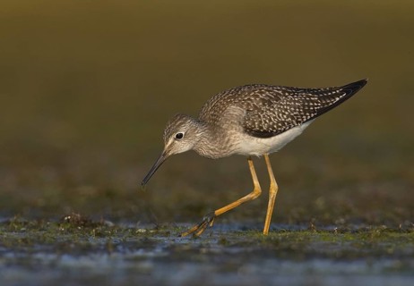 Lesser Yellowlegs (Tringa flavipes), Ohio, USA