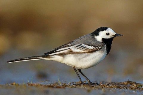 White Wagtail (Motacilla alba), North Rhine-Westphalia, Germany